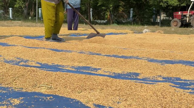 Farmers handle harvested rice near agricultural equipment while working on a large drying area outdoors. Manual labor