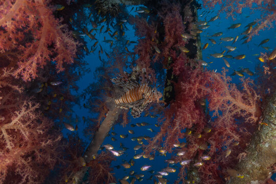 Lionfish (Pterois miles) in the Red Sea, colorful fish, Eilat, Israel
