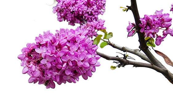 redbud pink flowers isolated easter spring background