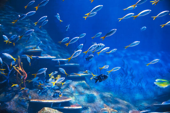 shoal of Yellow and Blueback Fusilier fish swims in sea underwater near a coral reef. Caesio teres fish in the aquarium