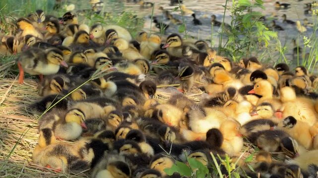 Several ducklings running side by side across grass on a countryside poultry farm while moving together through open ground. Countryside farming.