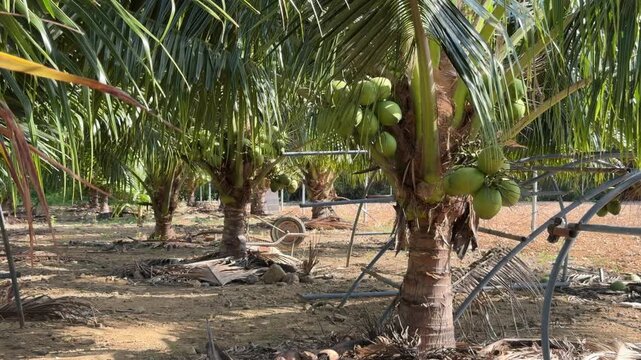 Coconuts appear in palm crowns among surrounding trees across plantation terrain typical for fruit growing regions within tropical agricultural environments. Coconut plantation.