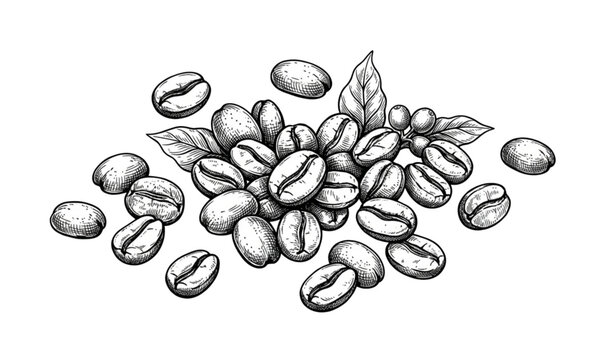 Hand drawn coffee beans sketch vector illustration with detailed vintage coffee bean artwork