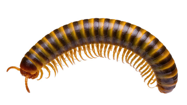 Yellow and black striped millipede with many legs