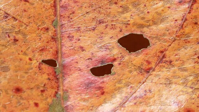 Zoom in on the aesthetic yellowish brown leaves for spring