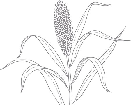 Line of a sorghum plant with grain head and leaves