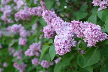 Obraz premium A vibrant close-up shot of a lush lilac bush filled with dense clusters of blooming light purple and violet flowers. The fresh blossoms are surrounded by rich green leaves under soft, natural daylight
