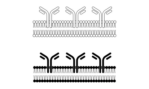 cell membrane lipid bilayer with receptor proteins antibody icon vector