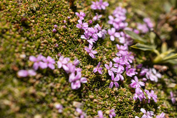 Obraz premium Low Alpine Groundcover With Small Purple Blossoms