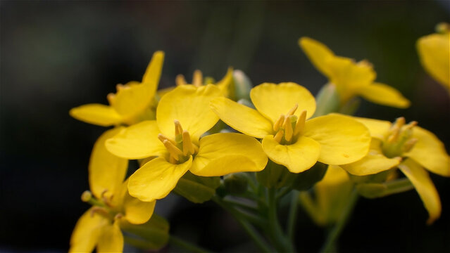 Close-up macro of mustard greens, or beautiful yellow caisim flowers, can be used as wallpaper, backdrop, and so on as needed.