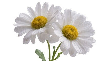 Fototapeta premium Two white daisies with yellow centers and green stems