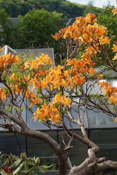 Blooming orange azalia Rhododendron Tree with vibrant orange and yellow flowers in a garden landscape.