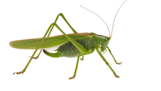 Green katydid insect with long antennae and wings