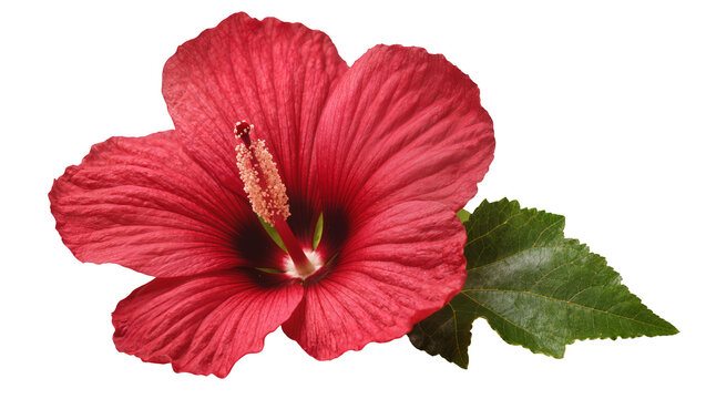 Red hibiscus flower with green leaf
