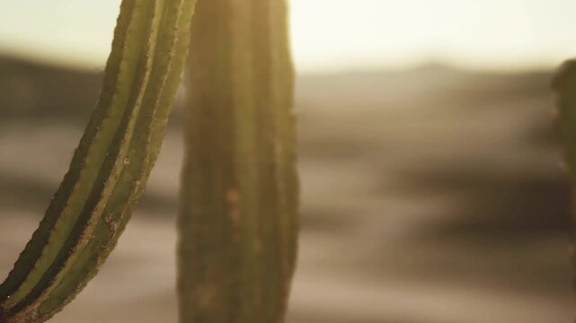 Tall cacti in a desert area during sunset. The warm light highlights the unique shapes of the plants against the sandy backdrop.