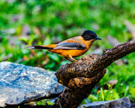Rufous Sibia with warm rufous plumage, dark head, and long tail. An active Himalayan forest bird that feeds on nectar, berries, and insects among flowering trees and woodland canopies.
