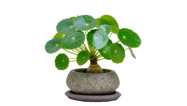 Pilea Peperomioides plant in stone pot with saucer