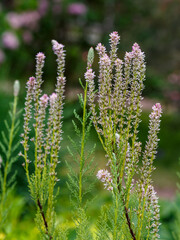 Fototapeta premium Myricaria alopecuroides is an ornamental deciduous shrub of the Tamarisk family. Natural wallpaper