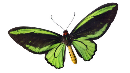Black and green butterfly with yellow spotted abdomen © Lisa