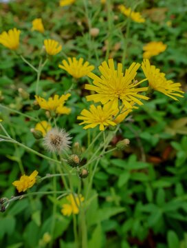 Close up of yellow wildflowers Crepis or Hieracium blooming in a green summer meadow with soft bokeh background .