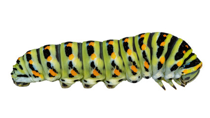 Naklejka premium Black Swallowtail Caterpillar with Green Black, and Orange Stripes