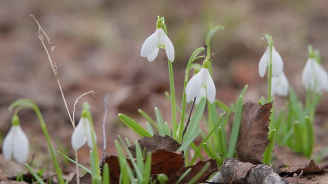 Delicate early season flower display. Snowdrops emerging amidst leaf litter and greenery. Macro view of fragile snowdrops sprouting through moist leaves and green shoots