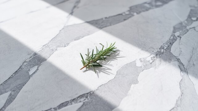 Fresh rosemary sprig casting a shadow on a bright, textured marble surface.
