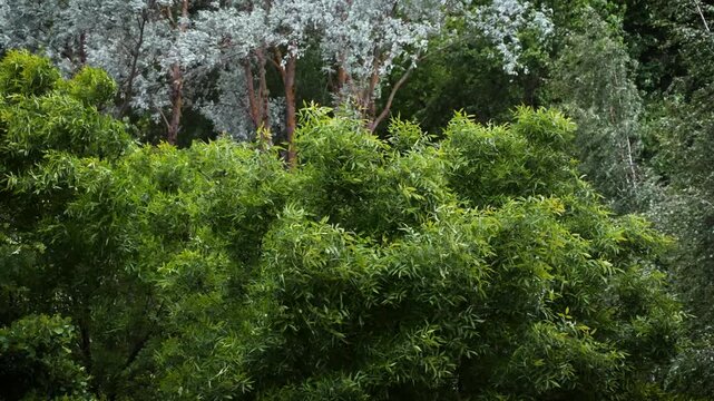 Strong wind makes the trees bend. A natural phenomenon. The onset of storms and storms.