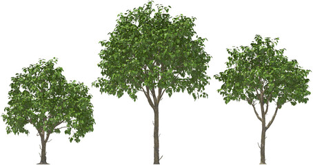 Fototapeta premium Northern catalpa trees (Catalpa speciosa) isolated on transparent background for landscape design