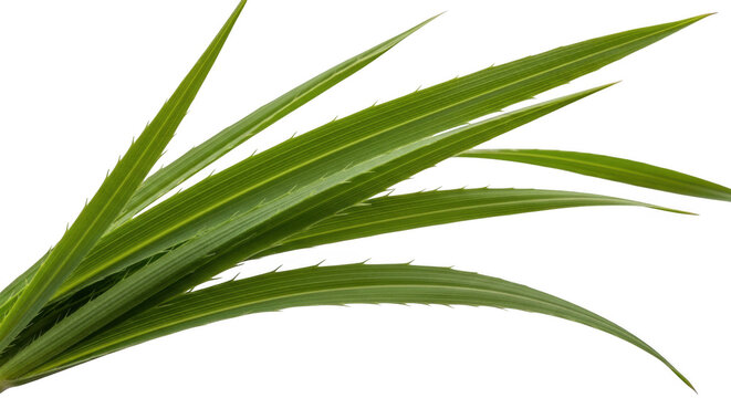 Fresh green leafy plant with long slender leaves