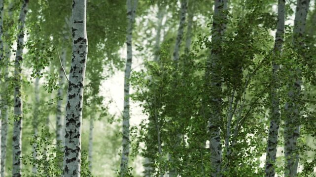 Sunlight shines through the leaves of many birch trees in a dense forest. The trees have white bark and green foliage, creating a vibrant scene. It is daytime and very bright.