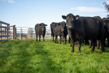 herd of pregnant black angus cows on a farm with green grass in springtime in australia © will