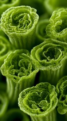 Obraz premium Macro close-up of vibrant green curly plant texture showing intricate frilly leaves