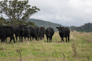 Obraz premium Black Angus cattle herd grazing on green pasture in an Australian bush paddock