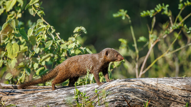 Common dwarf mongoose walking side view on a log in Greater Kruger National park, South Africa ; Specie Helogale parvula family of Herpestidae