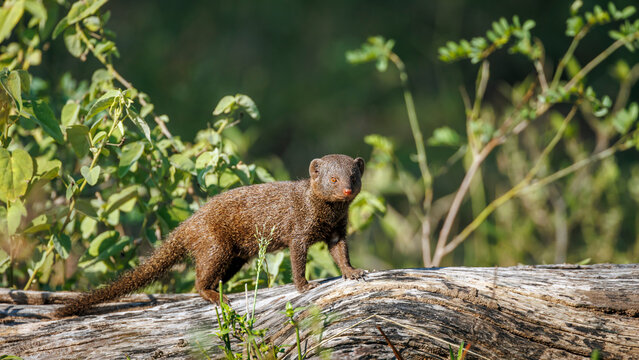Common dwarf mongoose walking side view on a log in Greater Kruger National park, South Africa ; Specie Helogale parvula family of Herpestidae