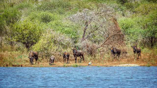 Small goup of Common tsessebe in lake side front view in Greater Kruger National park, South Africa ; Specie Damaliscus lunatus lunatus family of Bovidae