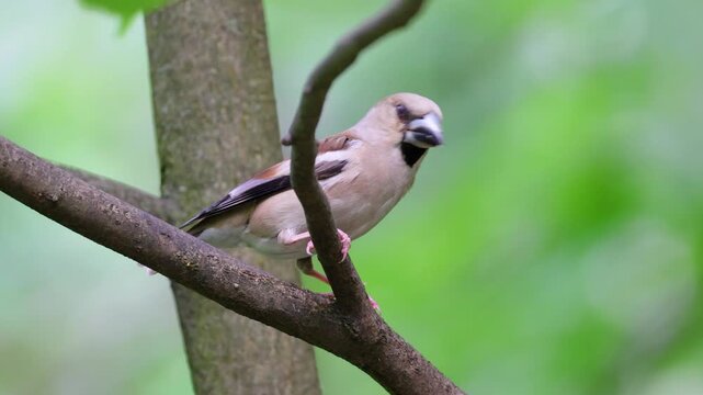 A female Hawfinch perched on a branch on a summer day. Close-up.