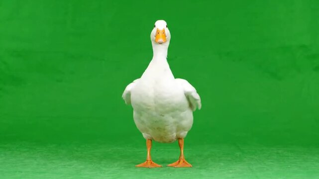 The iconic Dancing Duck Meme on a duck dance chroma key background, a popular Duck Green Screen meme, ready for editing