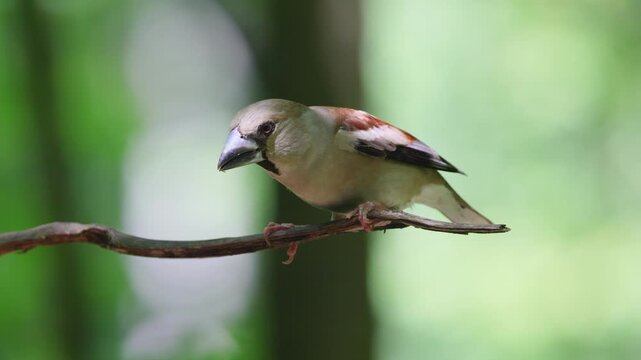 A female Hawfinch perched on a branch on a summer day. Close-up.