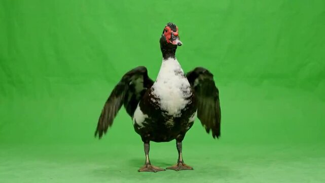 The famous Dancing Duck Meme with duck dance chroma key, a funny Duck Green Screen character, captured in a full body