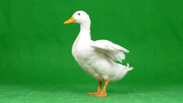 The iconic Dancing Duck Meme, a white duck performing its signature duck dance on a green screen chroma key background