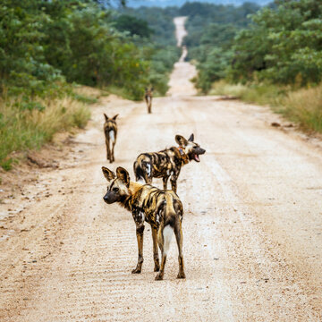 Pack of African wild dogs on safari road in Greater Kruger National park, South Africa ; Specie Lycaon pictus family of Canidae