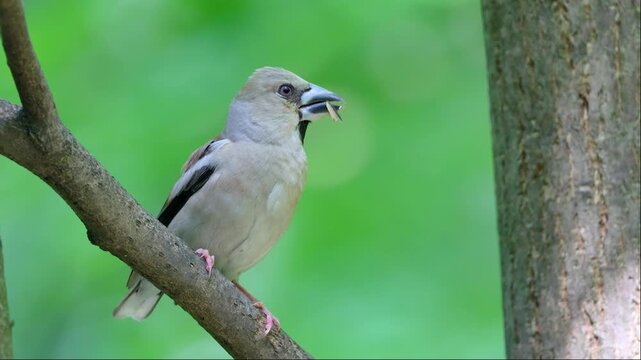 A female Hawfinch perched on a branch on a summer day. Close-up.