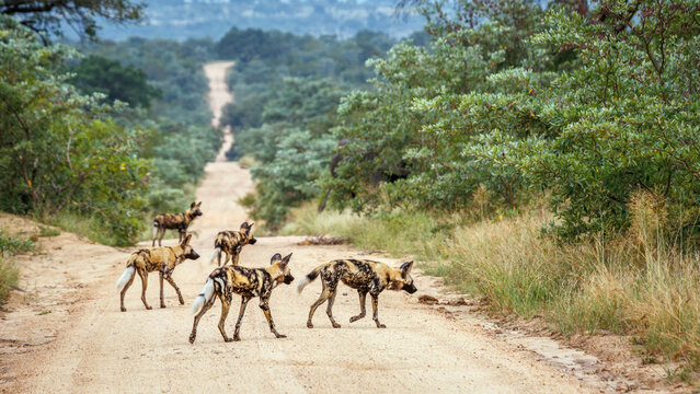 Pack of African wild dogs on safari road in Greater Kruger National park, South Africa ; Specie Lycaon pictus family of Canidae
