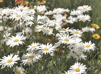 Fototapeta premium A blooming Leucanthemum vulgarein a summer garden