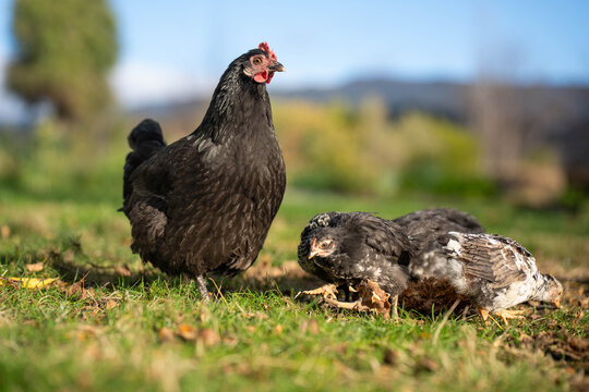 Free range black hen foraging with her chicks on a green lawn at an Australian homestead