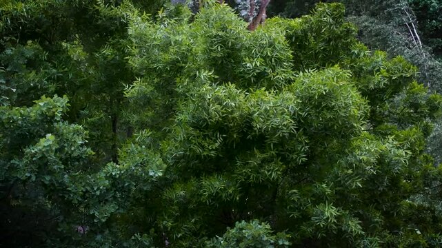 Strong wind makes the trees bend. A natural phenomenon. The onset of storms and storms.