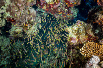 Obraz premium Egypt, Sharm El Sheikh, Pigmy Sweeper fish (Parapriacanthus ransonneti)