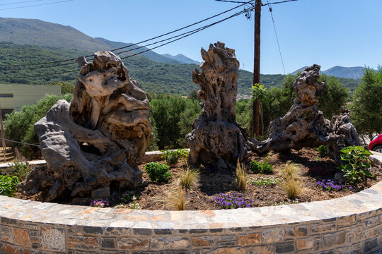 Ancient wild olive tree trunks displayed on Crete island